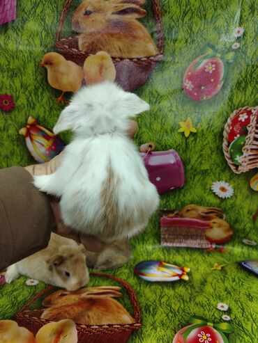 Dovşanlar: Karlik dovsan lar var satisda Vatsapda aktivdi Dovsan ayit Qefes de — 5