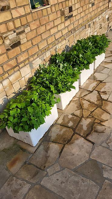 Малина: Саженцы малины. сорт полька - Сильные однолетние побеги с развитой — 3