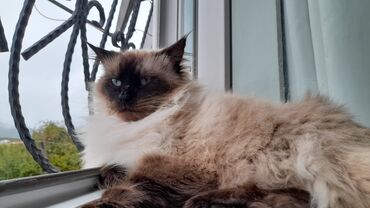 Pişiklər: Сиамская кошка.3 года. 450 azn.приучена к песку.,к купанию -da lalafo.az — 9 Pişiklər: Сиамская кошка.3 года. 450 azn.приучена к песку.,к купанию — 9