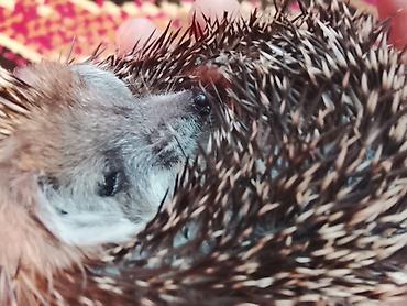хорьки: 🦔 Продаётся декоративный ёжик Милый, ручной, ухоженный и активный — 4