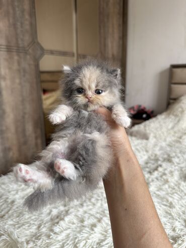 Pişiklər: Color point sinsila erkey balalardi atasi gold anasi pointdi isteyen — 8