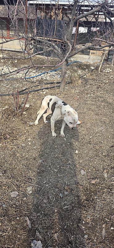 Продажа собак: Американский бульдог, кобель, белый с крупными темными пятнами на — 5