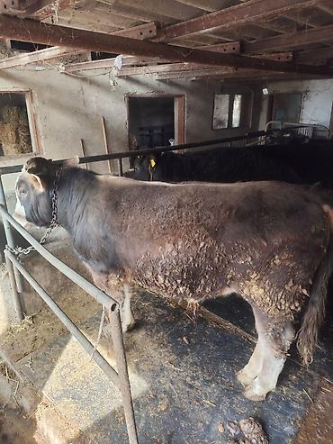 Коровы, быки: Продаю | Бык (самец) | На откорм | Привязанные — 2