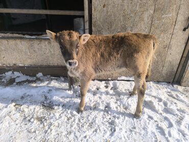 Коровы, быки: Продаю | Бык (самец) | На откорм | Привязанные — 10