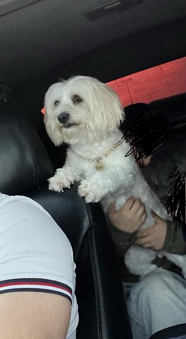 maltipoo satilir: Malta bolonka, 1 il, Dişi, Peyvəndli, Ünvandan götürmə — 3