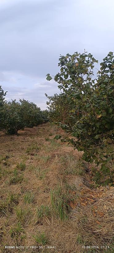 limon ağaçı: Xaçmaz rayonu, Hacıəhmədoba kəndində fındıq bağı satılır! 🌳 1500-2000 — 6