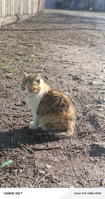 Отдам даром кошку: Кошка даром: Беспородная, Девочка at lalafo.kg — 9 Отдам даром кошку: Кошка даром: Беспородная, Девочка — 9