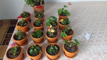 Другие комнатные растения: Продаются комнатные цветы - каланхоэ и другие. Цена от 100 сомов и