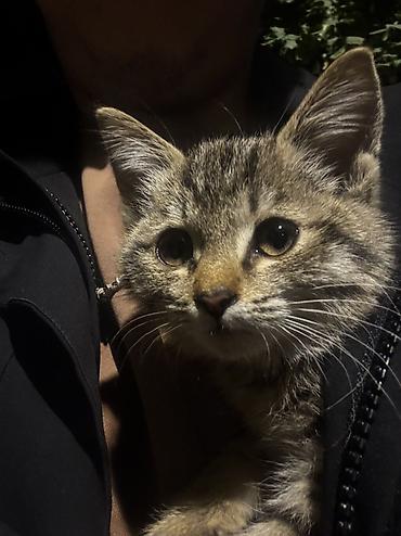 котята шиншиллы: Кошка даром: Беспородная, 3 месяца, Девочка — 2