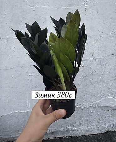 Другие комнатные растения: Комнатные растения: - Азалия — 700 с. Компактные кустики с пышными — 23