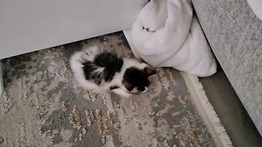соска для котят: Кошка даром: Беспородная, 1 месяц, Девочка, Приучена к лотку — 2