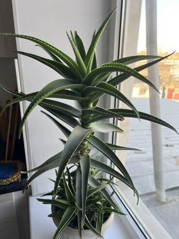 аглаонема купить семена: Продаю алое вера
Цена договорная