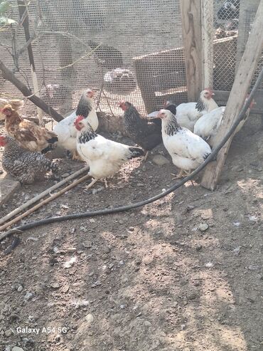 Toyuqlar: Təsərrüfat üçün müxtəlif ev quşları - Toyuqlar və xoruz: şəkillərdə — 10