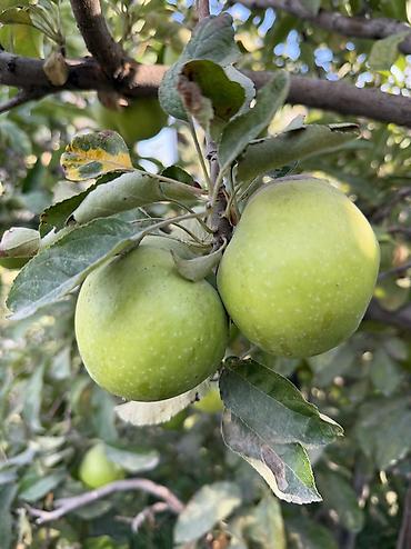 Вишня: 🌱🍎 КАЛИРОВАННЫЕ САЖЕНЦЫ ПЛОДОВЫХ ДЕРЕВЬЕВ В ПРОДАЖЕ! 🍎🌱 Опыт -40 лет — 6