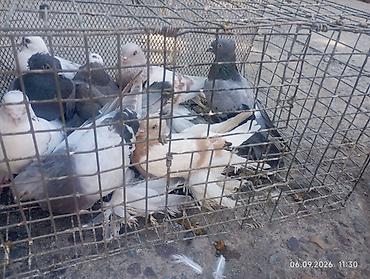 голуби птицы животный: Породистые декоративные голуби бухарый барабанщик с хохлом и «космами» — 7