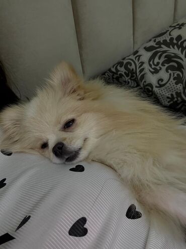 İtlər: Şpitz — 2