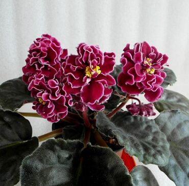 Otaq bitkiləri: 5,6 m starter — 18