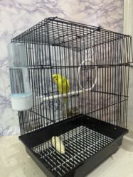 приют для бездомных животных бишкек: Продаю попугай вместе с клеткой1800с