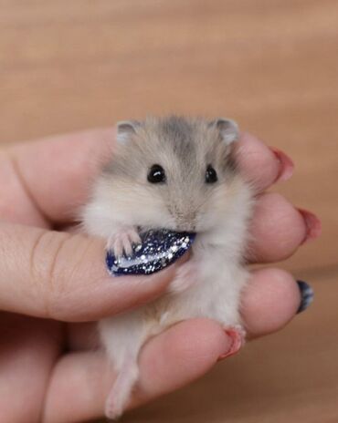 gəmiricilər: Zövgə uygun hər rəng var Hamster 10 azn Qəfəs 20 azn Apilka 5 azn Yem