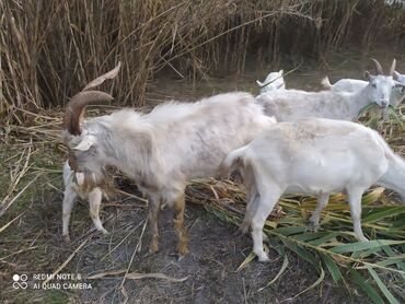 Keçi, çəpiş: Saanen tekesi — 5