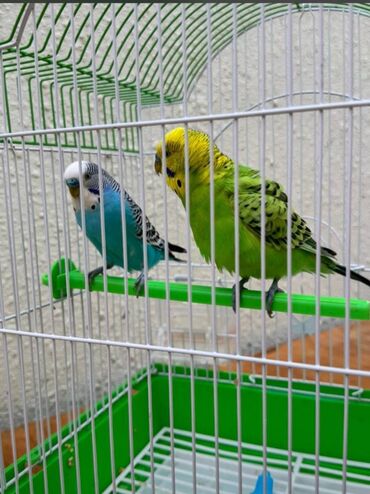 Digər quşlar: Satılır ikisi bir yerdə qefesi birde yemi de var