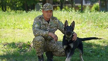 ит овчарка: Восточно-европейская овчарка (7 месяцев) сертификат родословности — 3