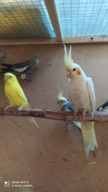 Tutuquşları: Diqqet quslarin altinin ve yerinin temizliyine fikir verin — 2