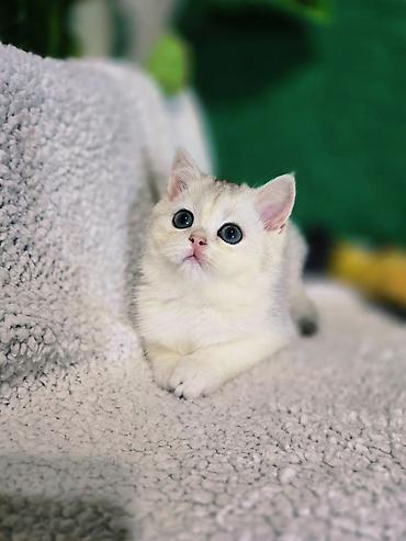 кошка мальчик: Шотландские котята — 2