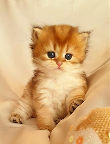 Pişiklər: Şotland, Erkək, Dişi, Yaxşı əllərə, Ünvandan götürmə, Pulsuz çatdırılma, Ödənişli çatdırılma — 33