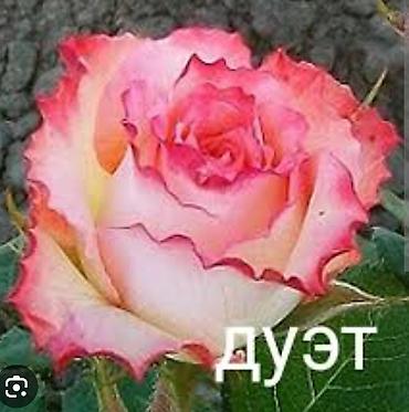 сельдерей кыргызча: Корни роз — 2