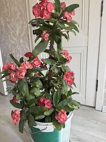 молочай миля: Эуфорбия Миля (Euphorbia milii), крупный комнатный куст. - Высота — 1
