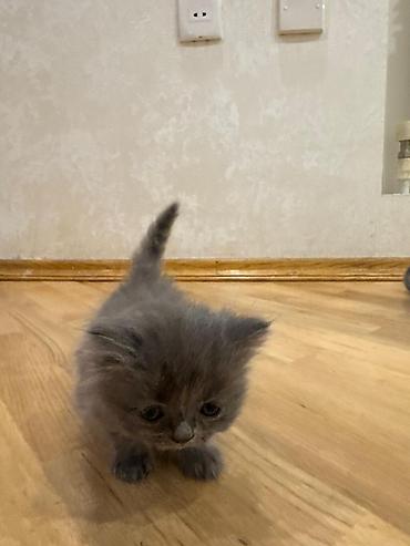 Pişiklər: Yumşaq, uzun tüklü balaca pişik balaları. Şəkillərdə iki balaca — 4