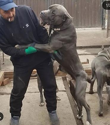 Продажа собак: Щенки кубинского питбультерьера, Подрощенные, 5 месяцев.,голубого — 9