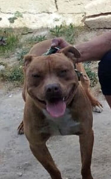 qanqalın ölçüsü: Pitbul, 11 ay, Erkek