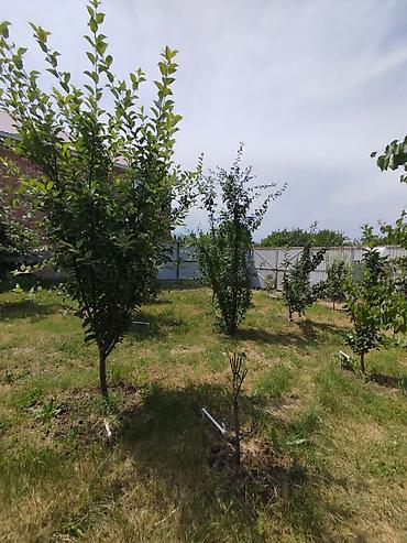 Продажа дачи: Продается дом в с. Кун-Туу, район Быстротока • 82 м², 2 этажа at lalafo.kg — 3 Продажа дачи: Продается дом в с. Кун-Туу, район Быстротока • 82 м², 2 этажа — 3