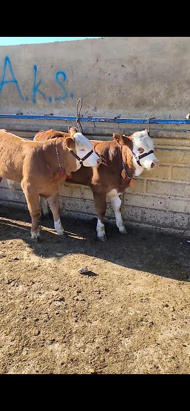kənd təsərrufatı heyvanları: Simmental tipli dana/buzaqlar - Rəng: qəhvəyi-bəyaz, alnı və — 4