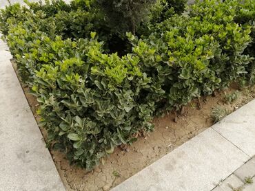 bitki: Daim yasil olan koll istənilən ölçüdə var