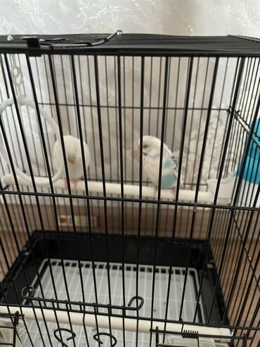 аргентинский дог: Пара волнистых попугаев в комплекте с клеткой и аксессуарами