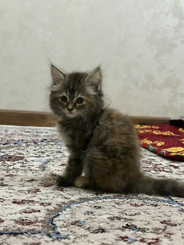 Мышыктар: 2 айлык, Ургаачы, Лотокко барууга үйрөтүлгөн — 2