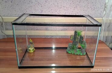 Зоотовары: Продаю аквариум на 40 литров Кара-балта 1500 сом