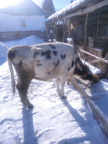 доить корову во сне: Продаю | Корова (самка)