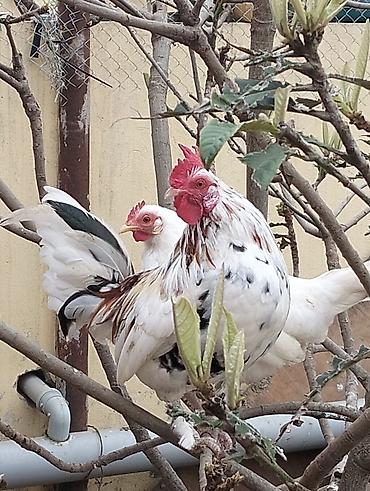 Toyuq, Damazlıq lalafo.az -da Toyuq, Damazlıq