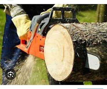 Спил деревьев, заготовка дров: Бак кыйууу бак жыгуу отун дрова — 5