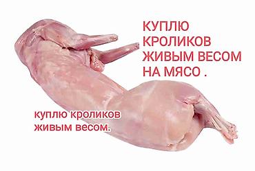 Продам с/х животных: Продаю | Крольчиха (самка), Кролик самец | На забой — 2