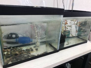 аквариум бишкек цена: Продаются 2 аквариума с рыбками Гуппи и аксессуарами самовывоз из