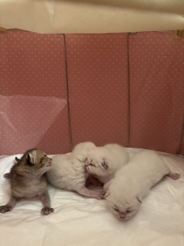 scottish fold: Britan, Dişi, Erkək