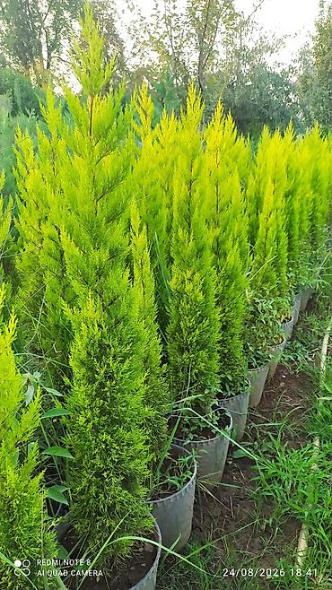 maral buynuzu bitkisi: Limonni yolka say hal hazırda 800 eded var sifariş üçün əlaqə saxlaya — 1