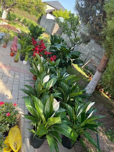 не живые цветы: Үй жана бакча үчүн декор, Өзү алып кетүү, Акылуу жеткирүү