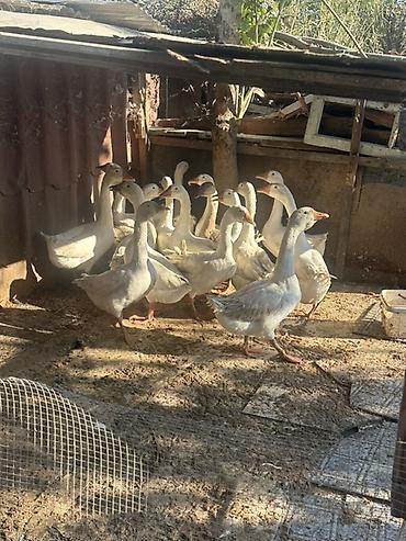 yerli qazlar: Ağ və boz rəng çalarlarında ev quşları – qaz sürüsü. - Növ: yerli qaz — 1