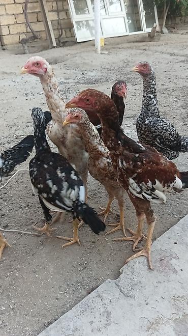 Xoruzlar: Xoruz, Heyratı, il: 2, Ünvandan götürmə -da lalafo.az — 14 Xoruzlar: Xoruz, Heyratı, il: 2, Ünvandan götürmə — 14